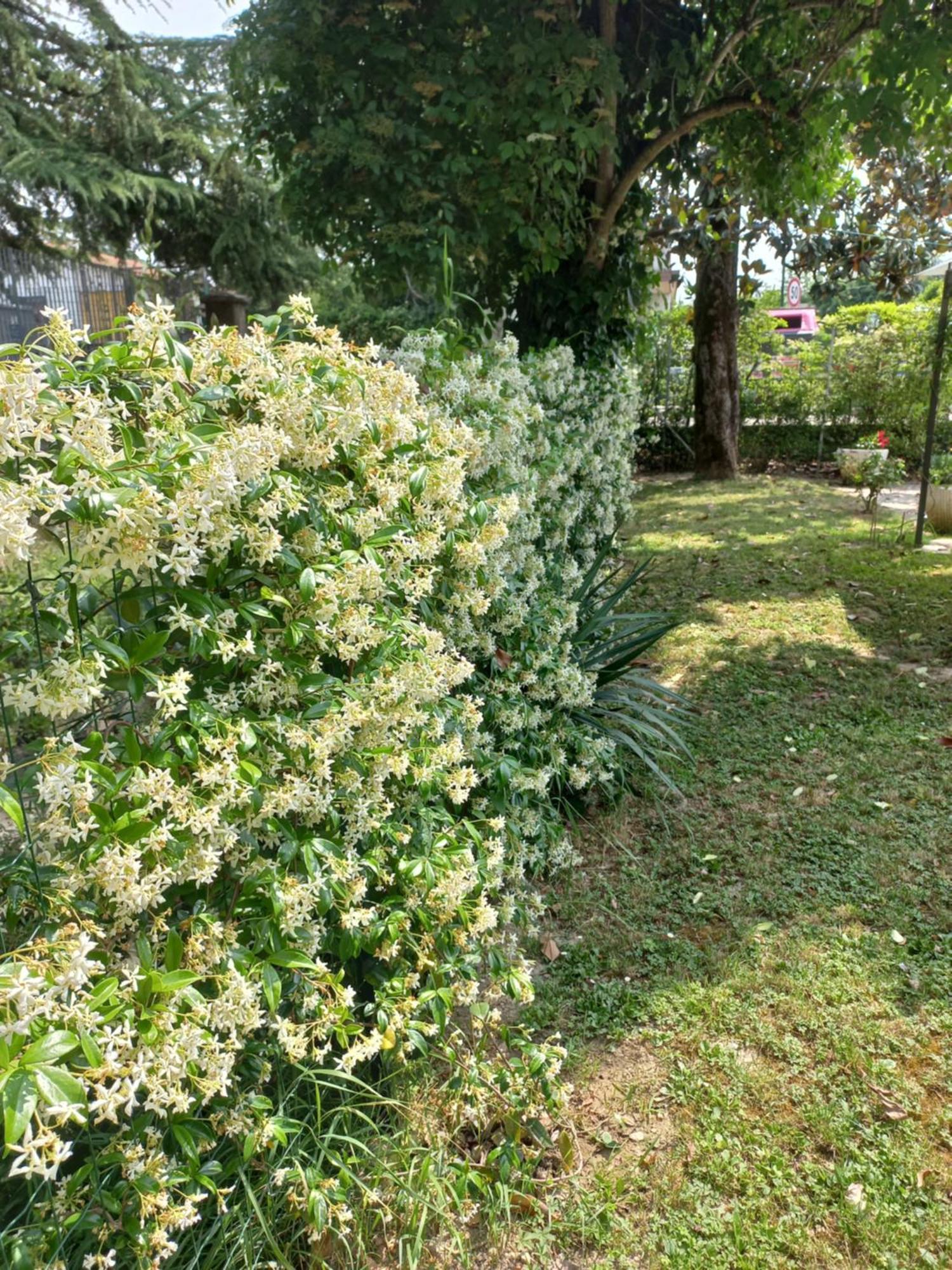 Appartamento Le Magnolie Mestre Extérieur photo